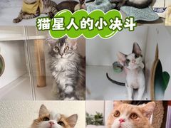 -Bastet sally猫舍购宠(静安店)