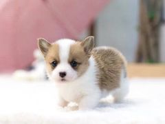 -momokira米努特·德文卷毛猫·棉花面纱犬