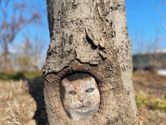 -上海山野camping·户外天幕烧烤·团建拓展营地