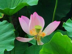 -莲花池公园