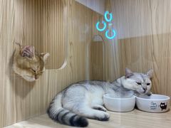 -屋虎猫馆(宝安大仟里店)