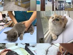 -美联众合动物医院·24h转诊中心