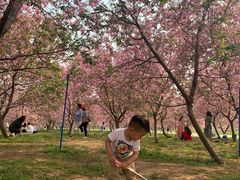 -天适樱花悠乐园