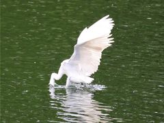 -重庆彩云湖湿地公园