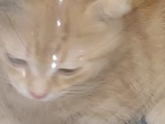 -瑞派名望志远动物医院·猫科·內科·异宠专科(直港大道店)
