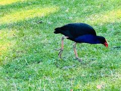 -墨尔本皇家植物园