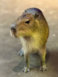 -Zoolung Zoolung动物主题公园(海信广场店)