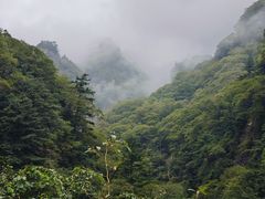 -朱雀国家森林公园