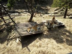 -大连森林动物园