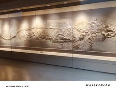 -安徽省地质博物馆