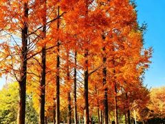 -白鹭湾湿地公园