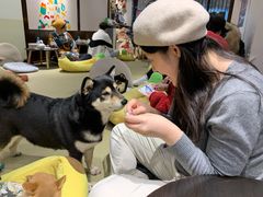 -逗柴咖啡屋·狗咖猫咖宠物桌游