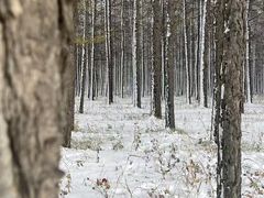 -塞罕坝国家级自然保护区