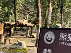 -都江堰中华大熊猫苑