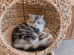 -飞行喵MR PILOT|猫舍·猫咖(静安大融城店)