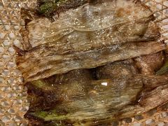 竹网鲈鱼-翠亭酒家(山西南路店)