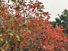 -北京西山国家森林公园