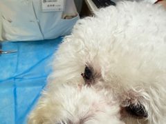 -宠福鑫动物医院(城北分院)