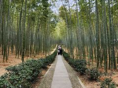 -大奇山国家森林公园