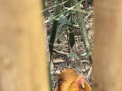 -开平碉楼文化旅游区马降龙景区