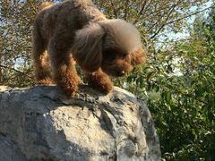 -永定河休闲森林公园