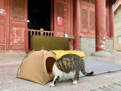 -西安大兴善寺