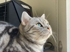 -北京观赏动物医院·24小时大型综合·猫专科·异宠专科