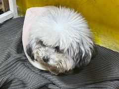 -志龙皇冠吃货椰子铺