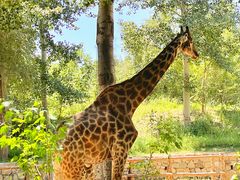 -北京野生动物园