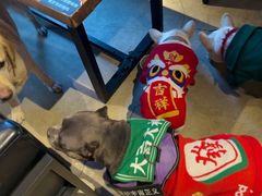 -百好乐宠物友好餐厅(朝外大街店)