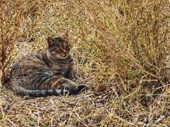 -野鸭湖国家湿地公园