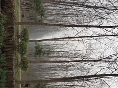 -合肥滨湖国家森林公园