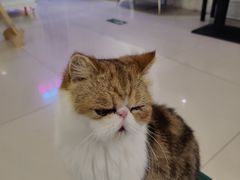 -平行世界·猫咖(首经贸店)