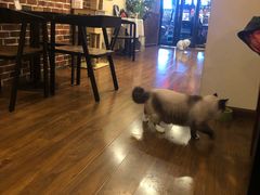 -猫友咖啡店(玉林西路店)