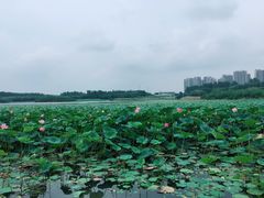 -丁香湖公园