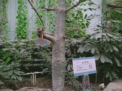 -呀路古热带植物园
