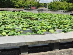-蠡湖大桥公园