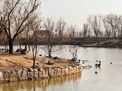 -盐城丹顶鹤湿地生态旅游区