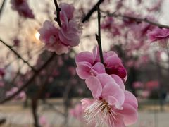 -洛阳市隋唐城遗址植物园