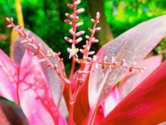 -呀路古热带植物园