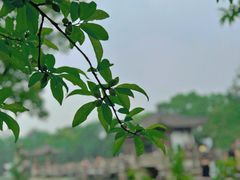-西湖游船