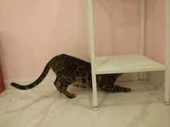 -三花喵·撸猫购宠·宠物生活馆(虹桥南丰城店)
