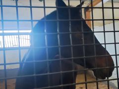 -北京群众马术培训基地