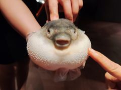 -肆月河豚·淮扬菜·湘菜(华天店)