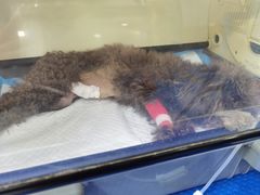 -美联众合动物医院(·中兽医·疑难杂症·严家桥分院)