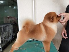 -优缇多格专业宠物美容师培训学校