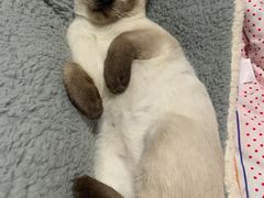 -老吴的猫·猫舍(新区店)