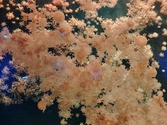 -珠海长隆海洋王国