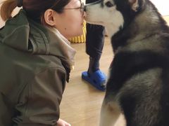 -Husky Go! 哈士奇体验馆·宠物咖啡厅狗咖