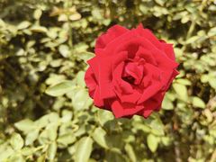 -亚龙湾国际玫瑰谷